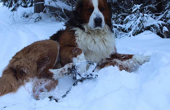 A North Okanagan man is warning pet owners after his dog was caught in a leghold trap this week.