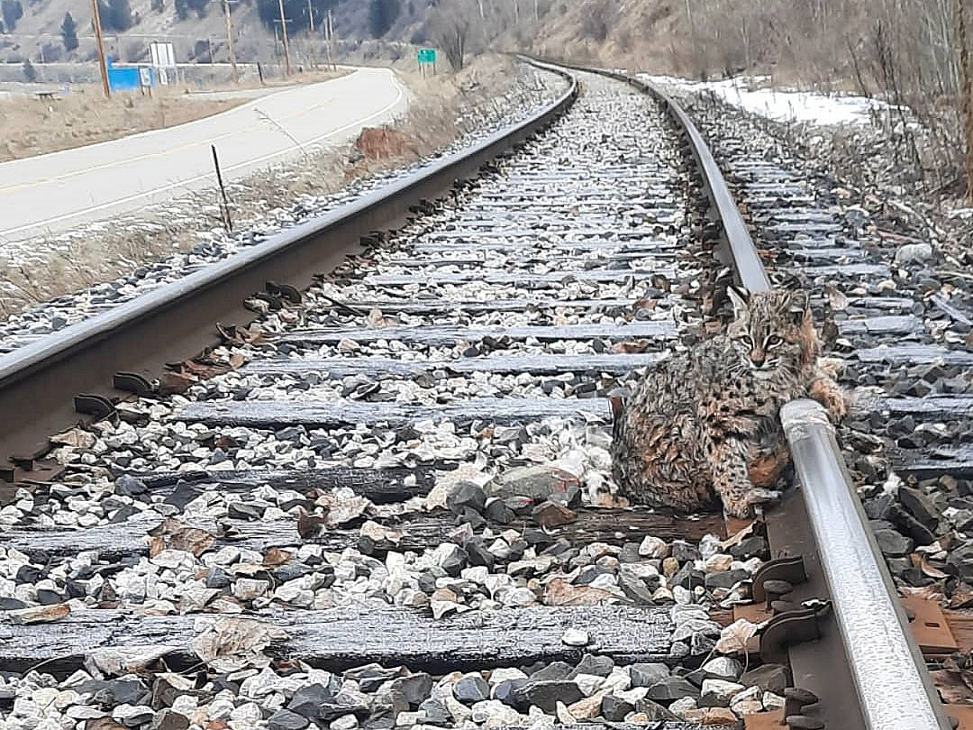 According to a Facebook post by Coby Reid, the bobcat “was enjoying his breakfast (duck) and froze to the rail.”.