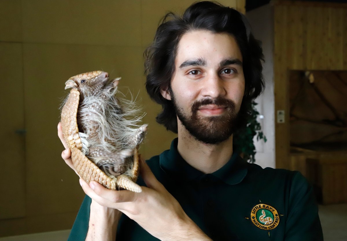 Zookeeper Alex Leclerc poses for a photo with Artie the three-banded armadillo at Little Ray's Nature Centre in Sarsfield, Ont. on Thursday, February 18, 2021. 