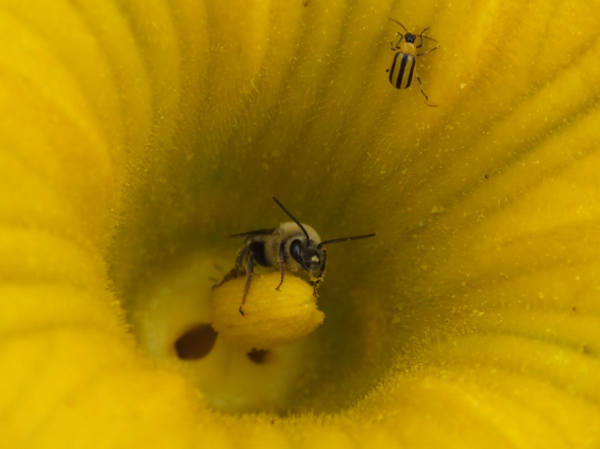 A male squash bee and a cucumber beetle are shown in a squash flower in a handout photo. A popular insecticide on farms across Canada has been shown to have dire effects on ground-nesting bees, according to new research from the University of Guelph. 
