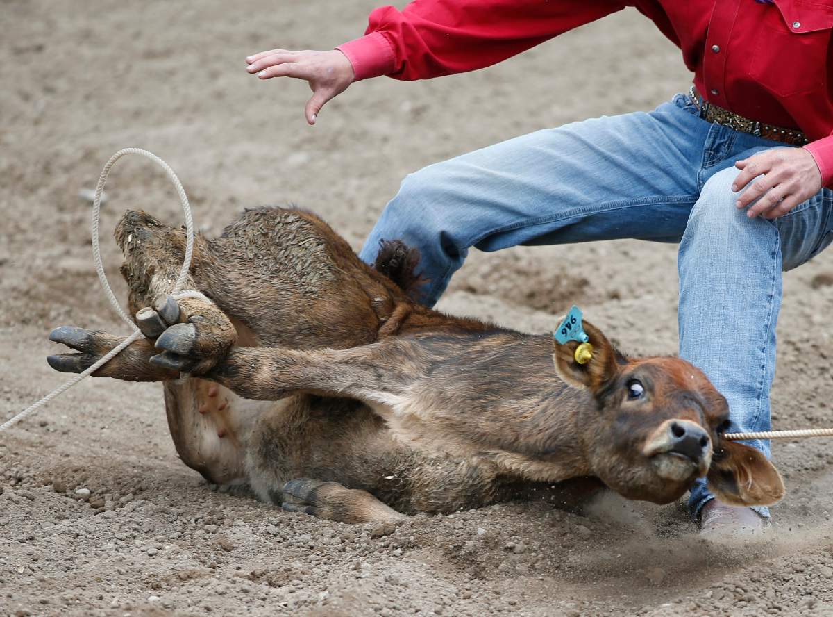 The calf-roping event at the Calgary Stampede rodeo on July 8, 2019.