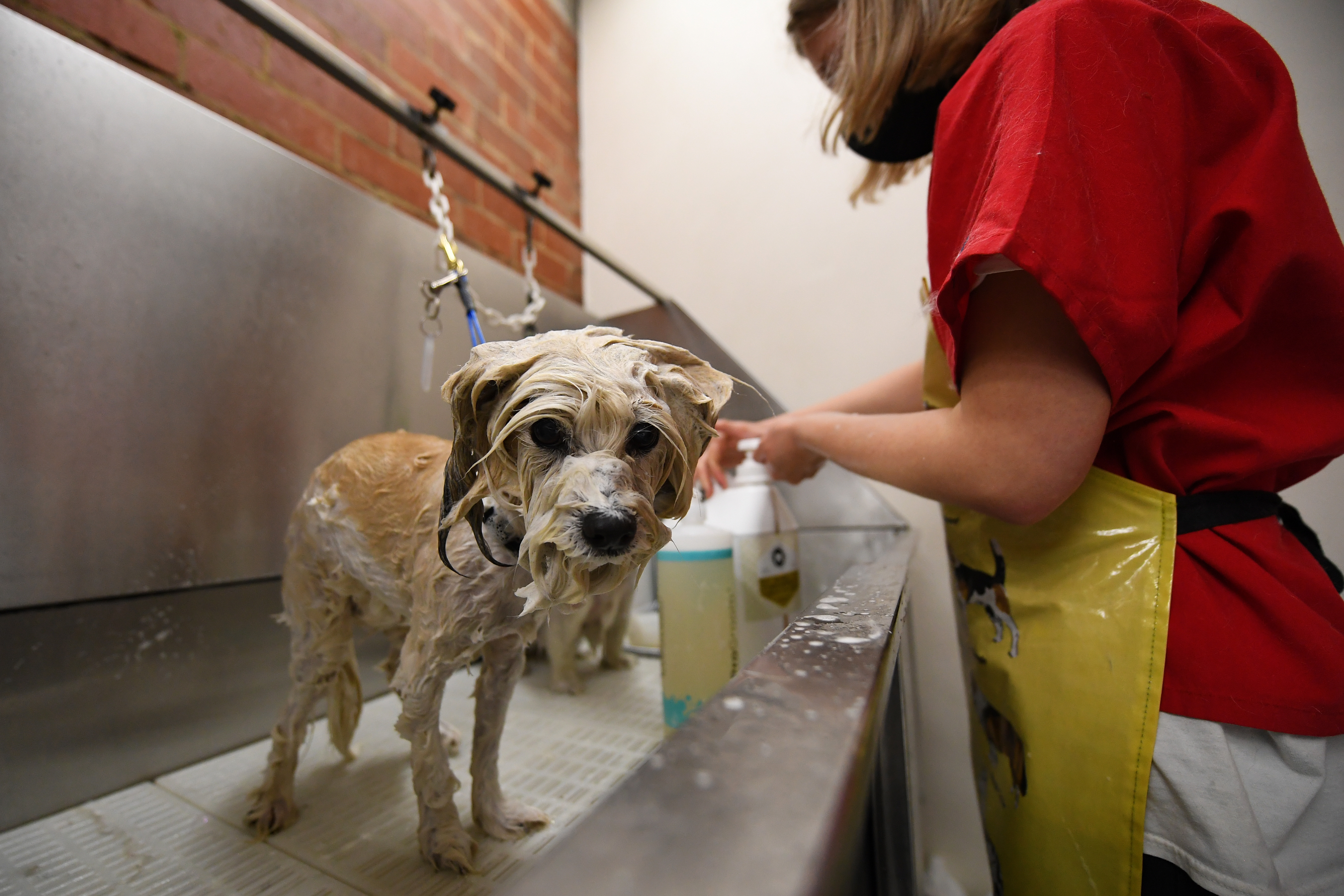 Cities across Ontario call for clarity on rules around pet ...