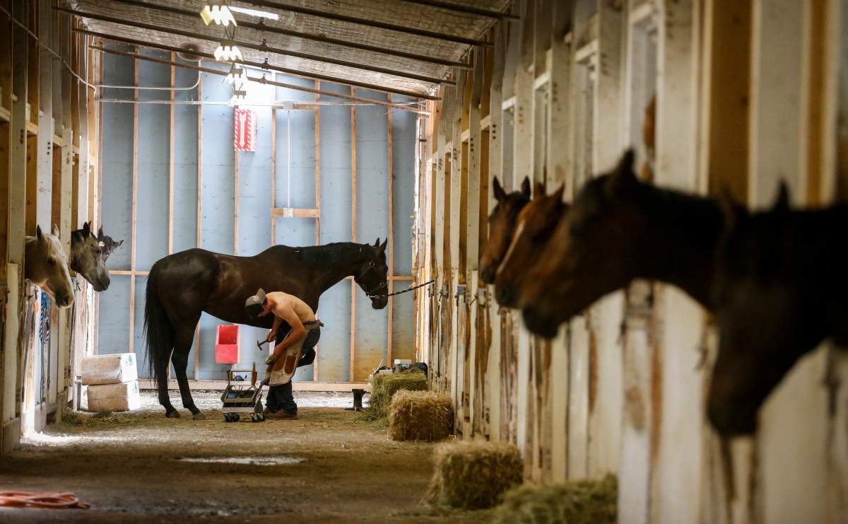 Ferrier Nolan Cameron shoes a chuckwagon horse in the barns at the Calgary Stampede on Saturday, July 6, 2019.
