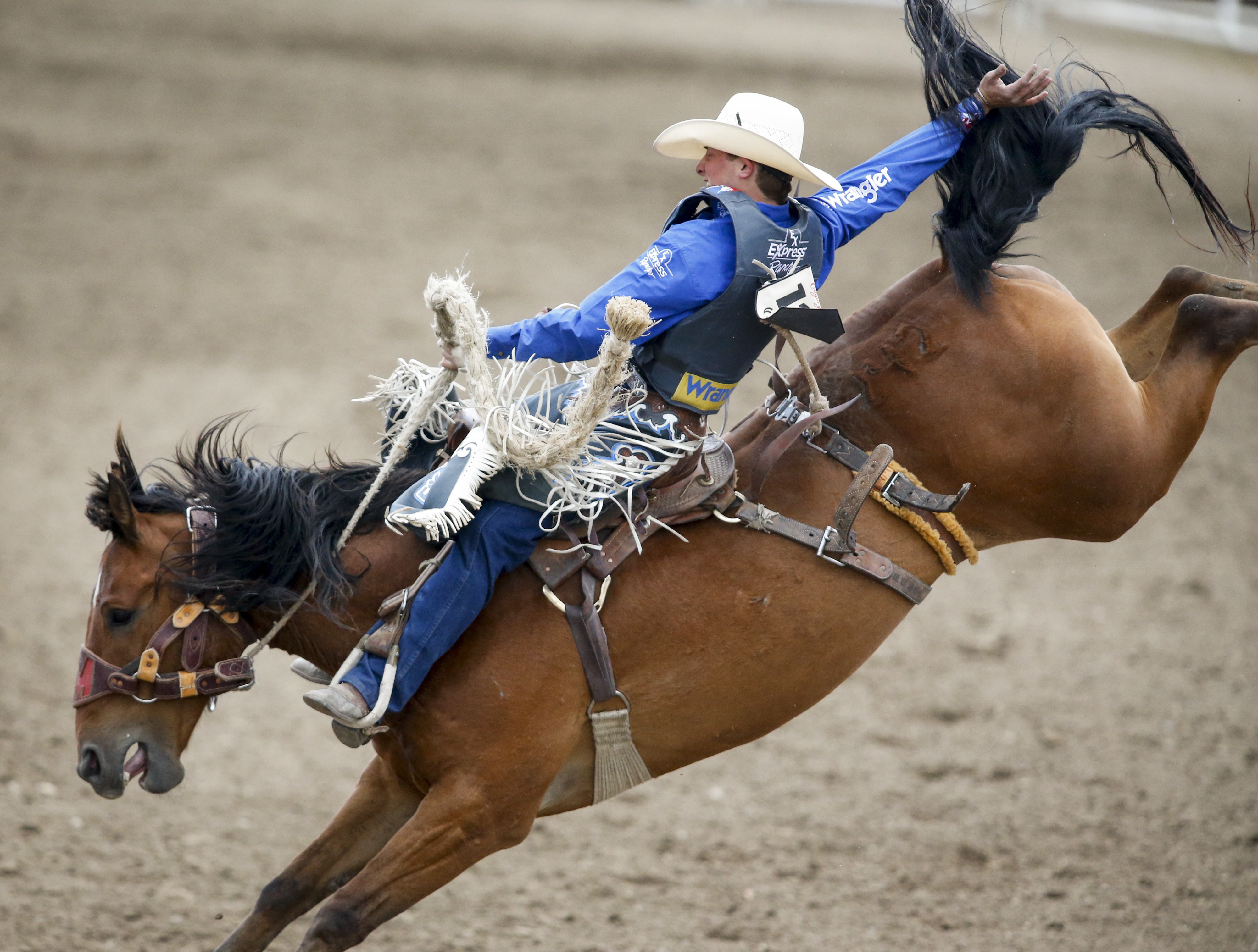 How do horses feel about being in rodeos? New University of Calgary study  looks at animal welfare 