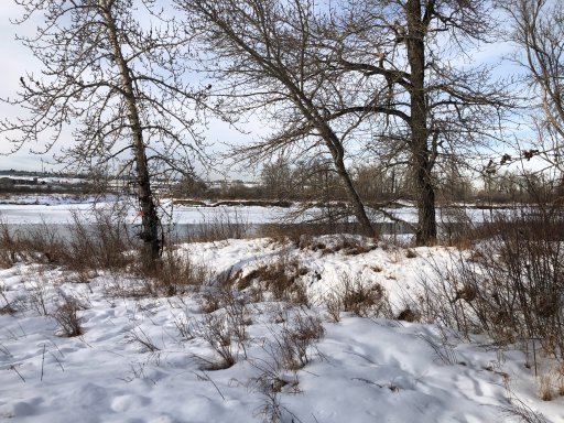 The medical examiner is investigating a body that was found in the Bow River on Thursday, Feb. 18.