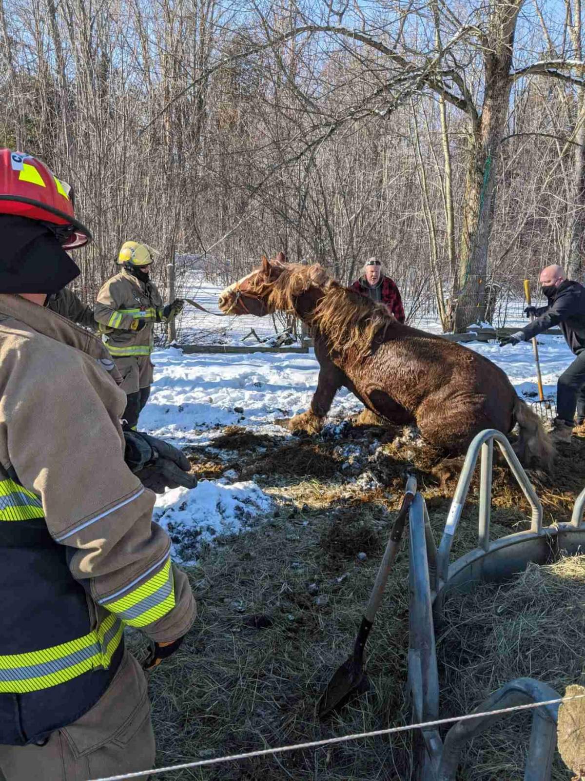 Quinte West firefighters rescued a woman Wednesday morning who had been pinned under a horse.
