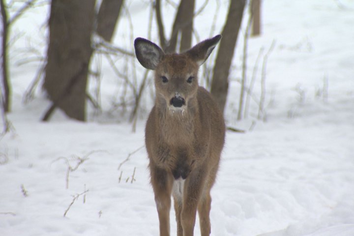 Quebec superior court trial will determine fate of Longueuil’s deer population