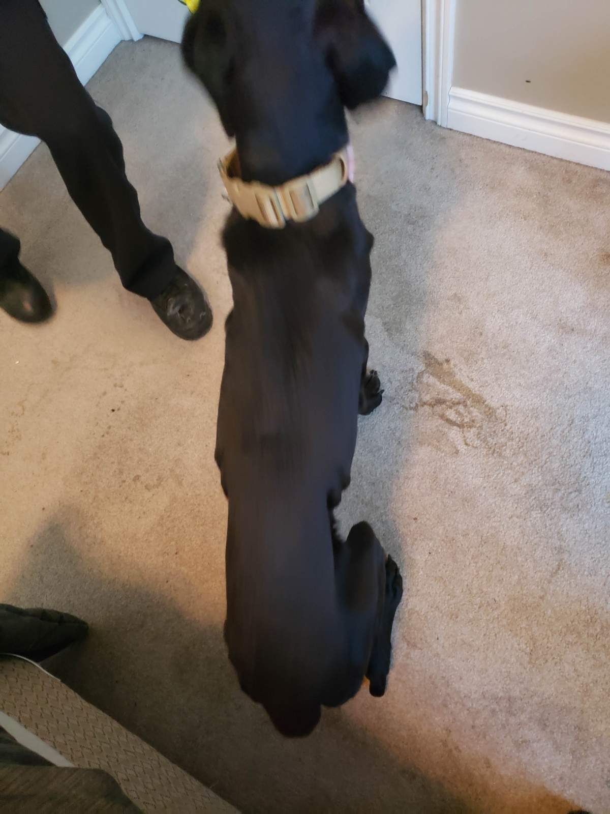 A man has been fined $15,000 after a dog was found severely emaciated at a northeast Edmonton home in March 2019.