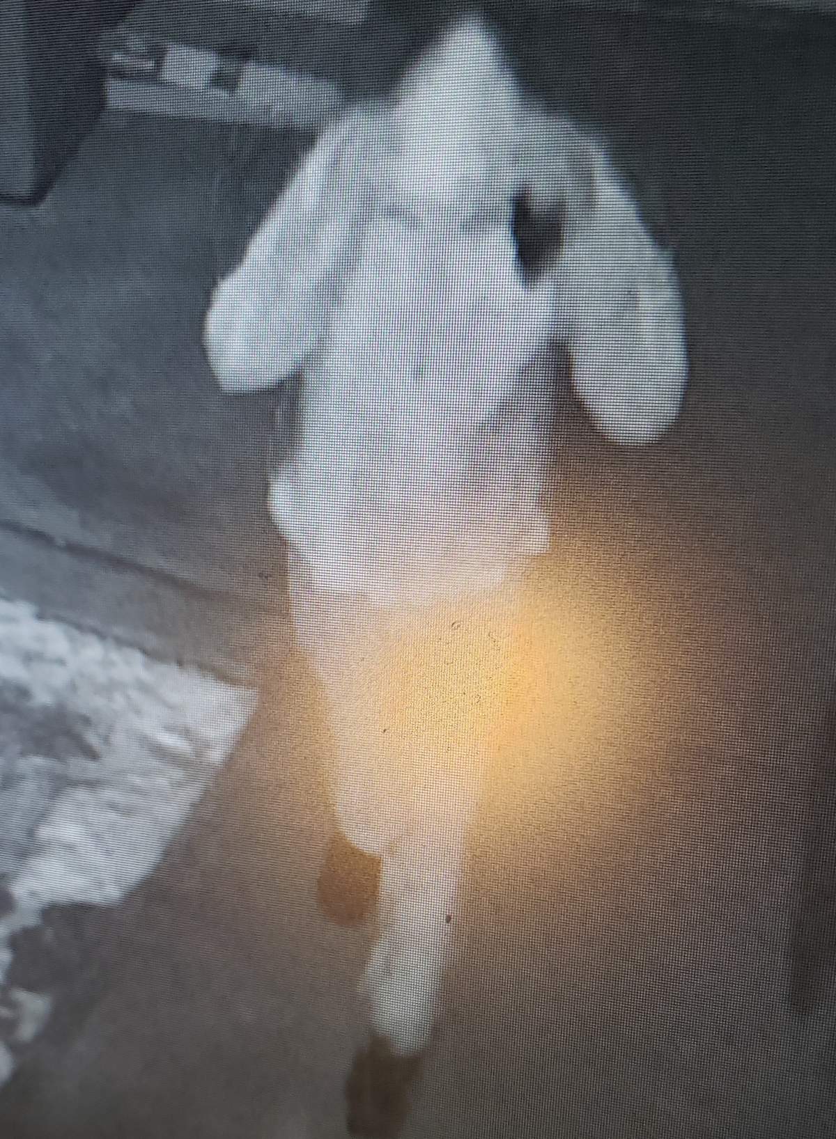 3 suspects sought after Fraserville gas station targeted twice for thefts: Peterborough County OPP - image