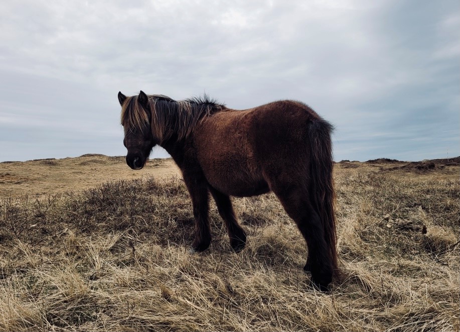 The trio of Canadian soldiers were able to have a chance encounter with one of the fabled Sable Island horses.