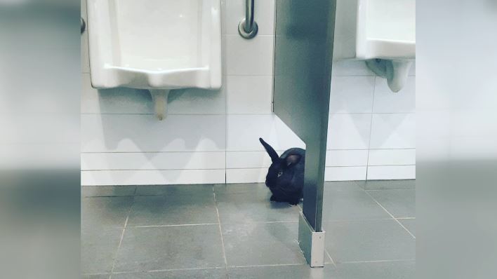 A bunny found in a third floor bathroom at the Halifax Central Library was affectionately named 'Flushy' by staff. 