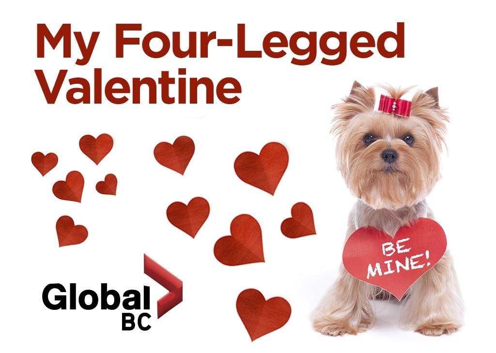 Global BC: Be my Four-Legged Valentine ❤️ - image