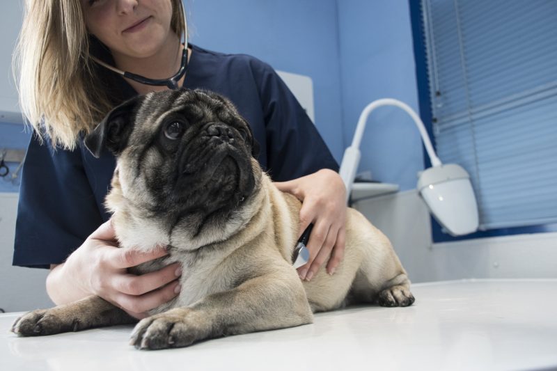 B.C. animal welfare charity facing ‘alarming’ demand for subsidized veterinary care