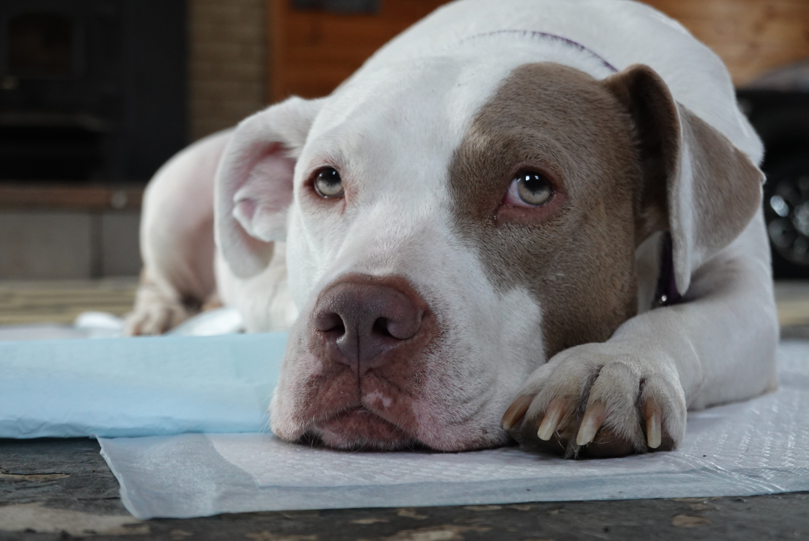 Nova Scotia woman shares concern about experience adopting dog from Texas -  Halifax 