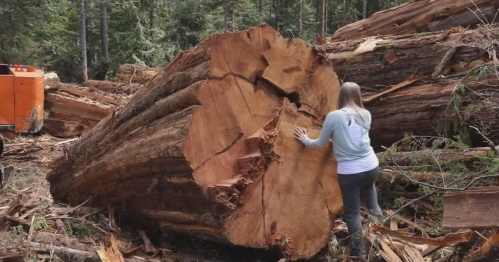 ‘A gut punch’: Forestry sector pushes back against B.C. plan to defer old-growth logging