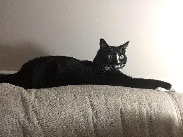Colleen Cole’s cat, Jesse, died after failing to get urgent vet care due to a lack of availability.