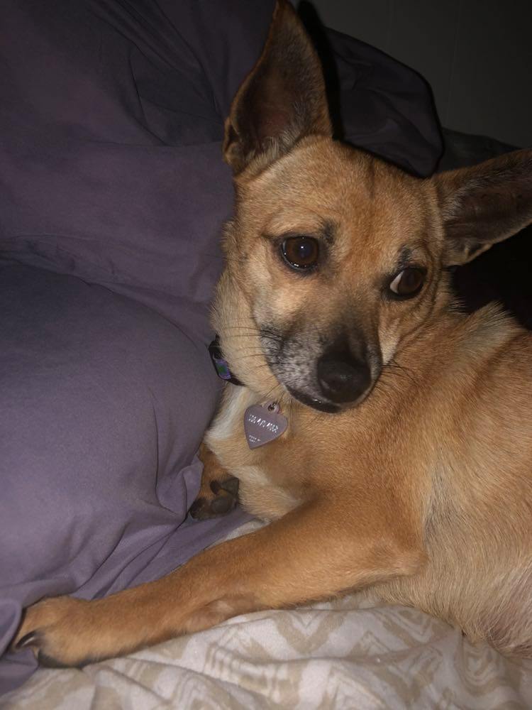 Katrina MacLeod doggo two