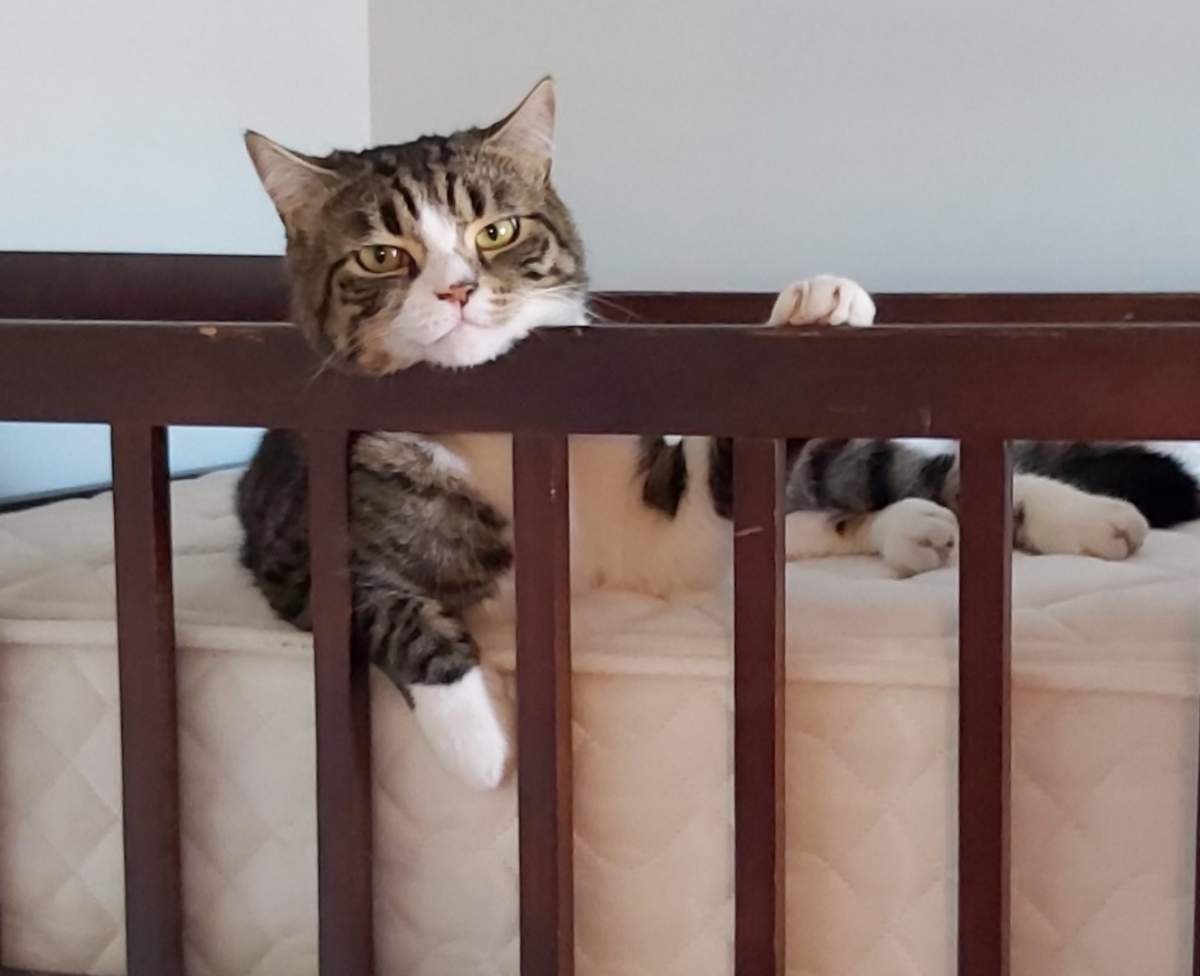 Trina Murray’s cat, Maxwell, had to be euthanized after an agonizing trip to Kelowna for emergency vet care.