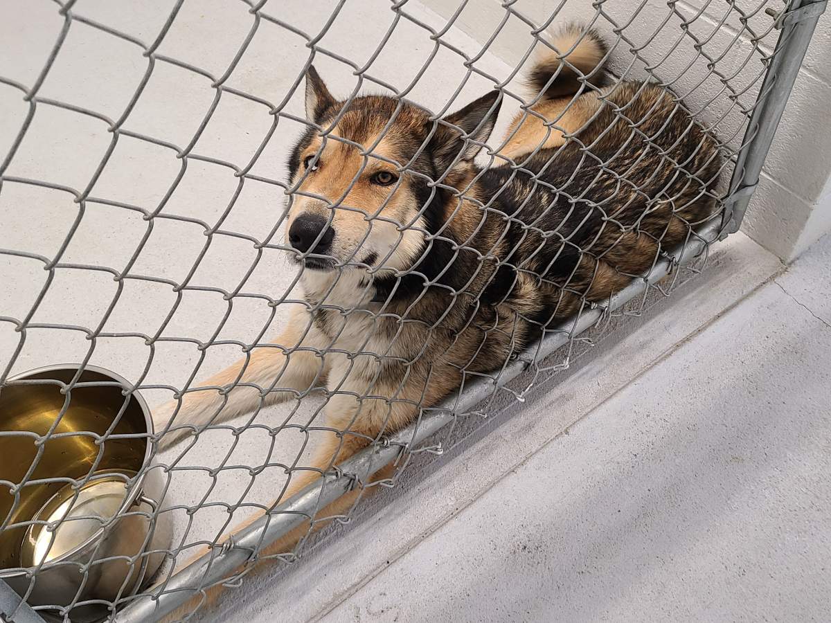 The BC SPCA says some of the dogs seized were from an ad-hoc “behavioural modification” service located on the property.