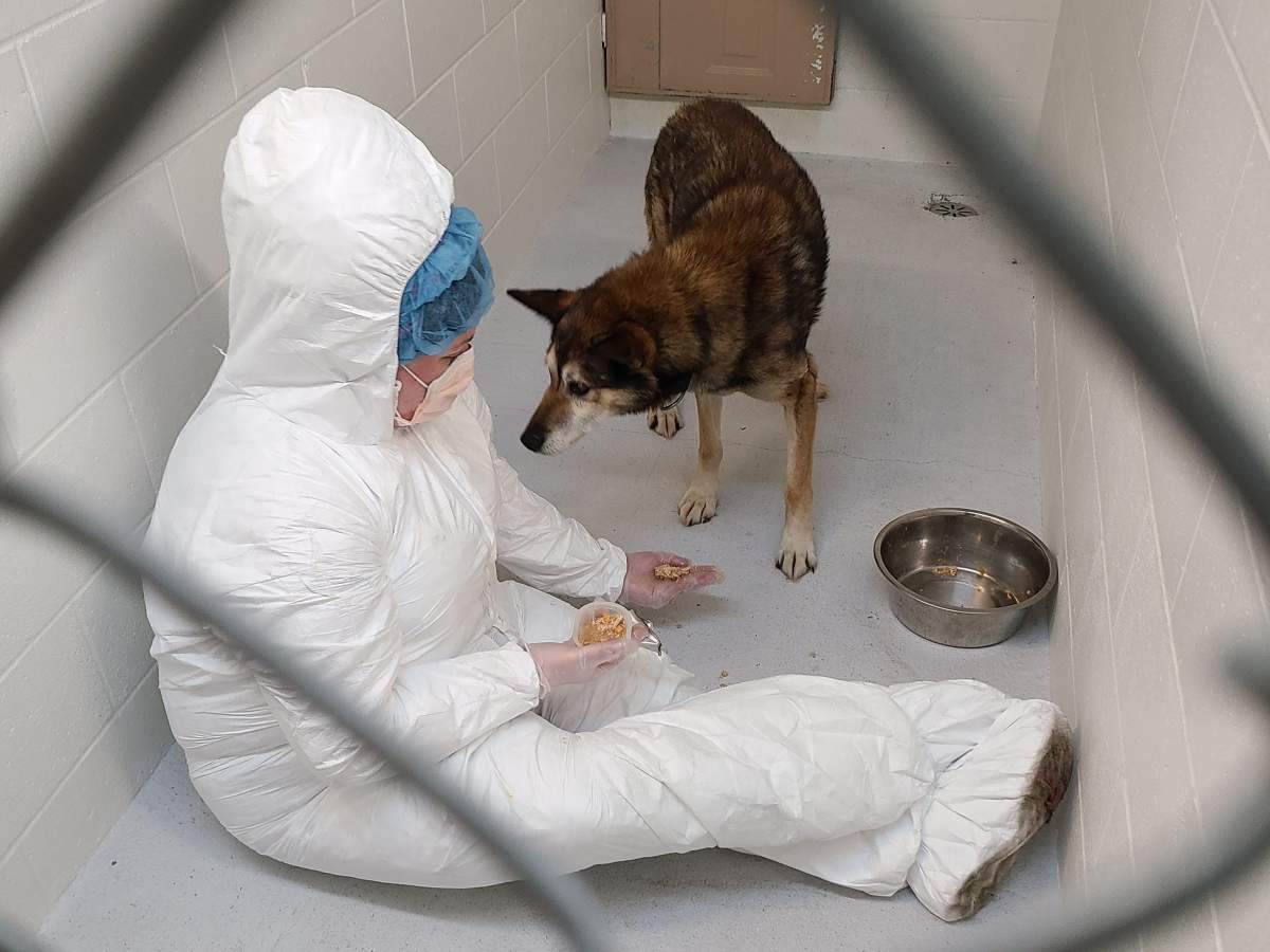 A BC SPCA staff member attends to one of the seized dogs.