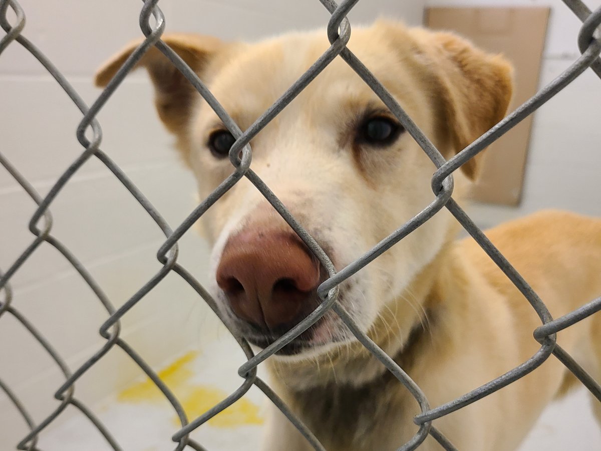The B.C. SPCA says 40 dogs were seized from a West Kootenay sled-dog operation on Feb. 16 following a number of concerns, including inadequate shelter, hypothermia and suspected dehydration.// Dogs in southern Alberta are seeking shelter with uptick in pets being abandoned.
