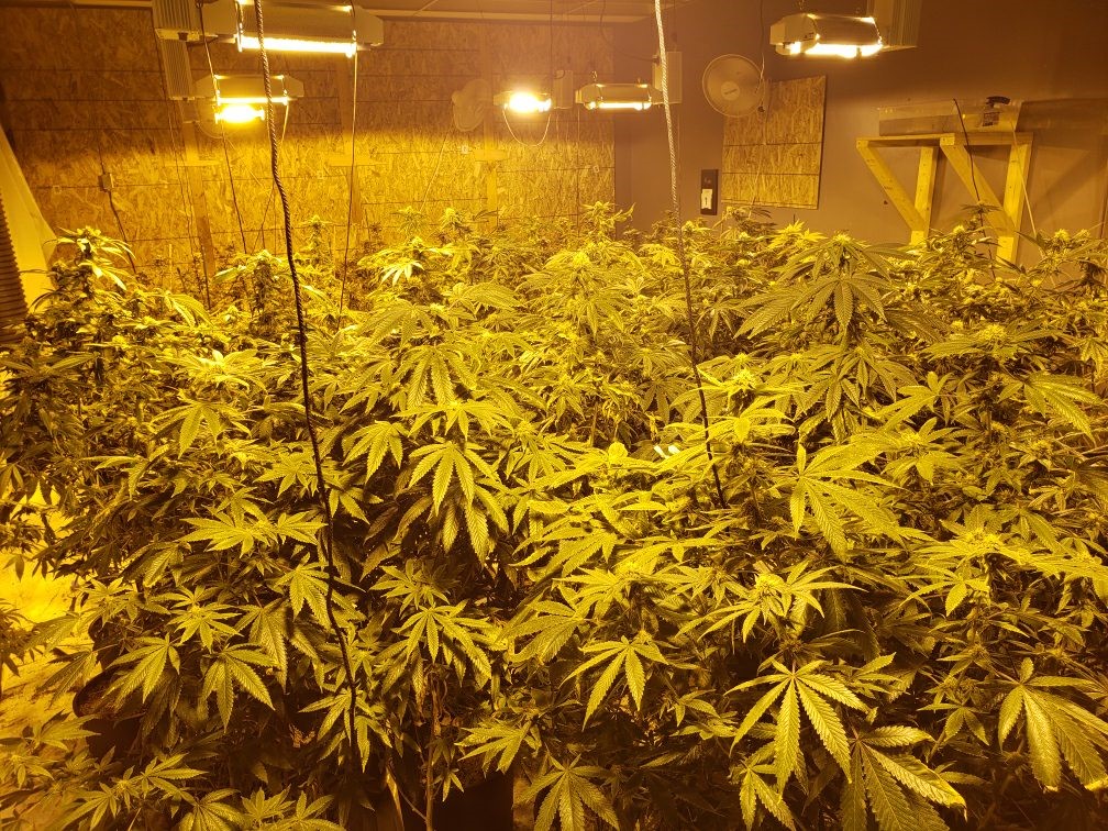 The RCMP said 424 marijuana plants at various levels of maturity were seized at a grow-op in Watson, Sask.