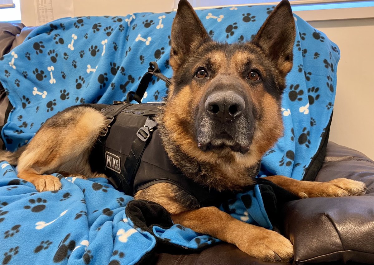 Saskatoon police service dog Oliver was injured on Feb. 3 when he was stabbed multiple times while helping apprehend a suspect.