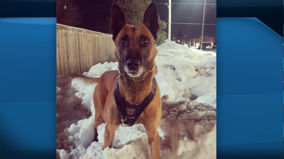 PSD Koda helps apprehend suspect in connection to stolen vehicle in London Ont.,.