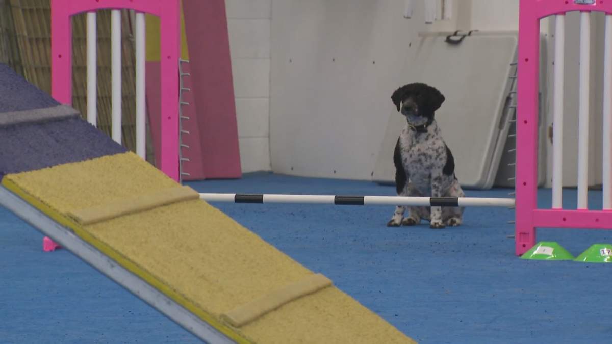 Jade gets ready for agility class at Kayenna Training Academy