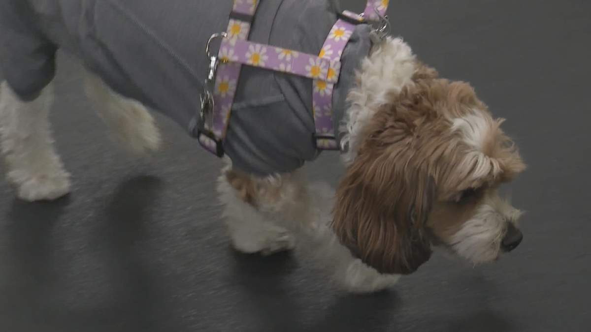 Daisy getting one-on-one training at Kayenna Training Academy