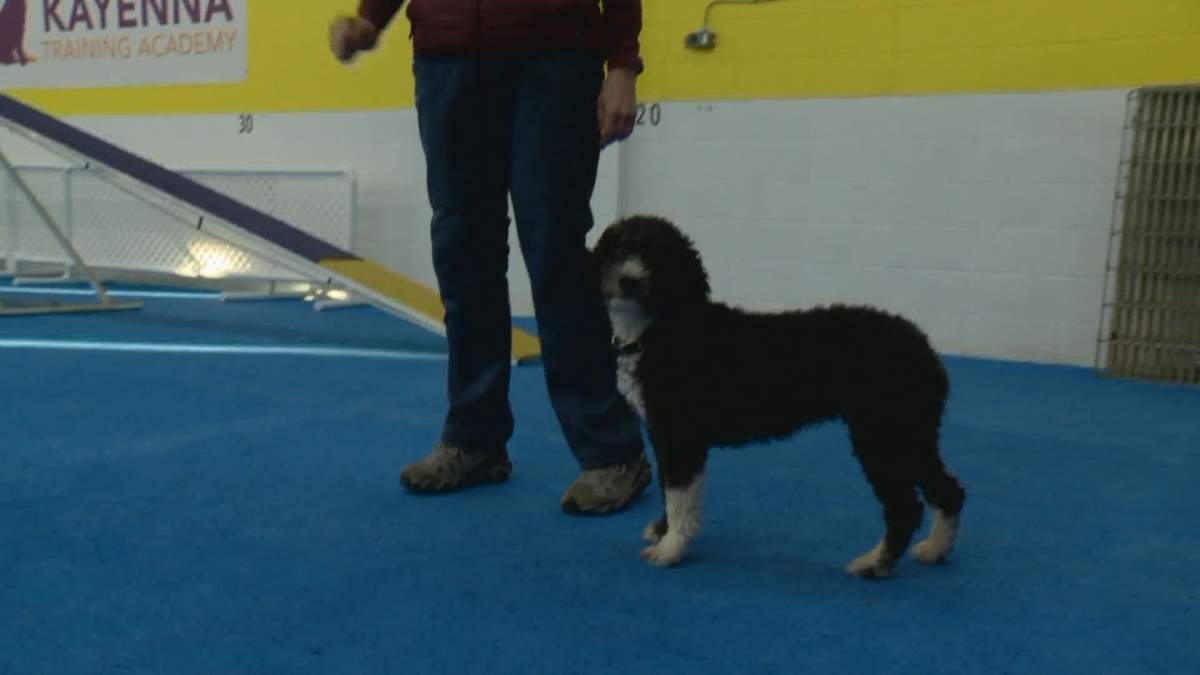 Meg undergoes one-on-one agility training at Kayenna Training Academy