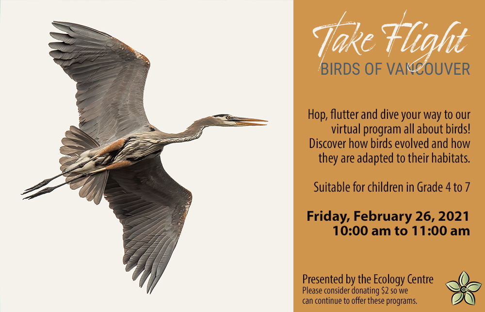 Take Flight – Learn about birds with the Lynn Canyon Ecology Centre - image