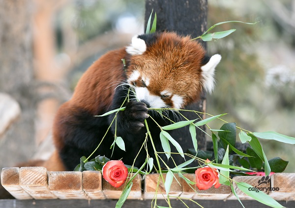 Calgary Zoo – Show Your Love Month - image