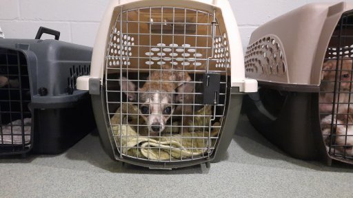 One of 12 dogs seized from a Vancouver Island breeder.