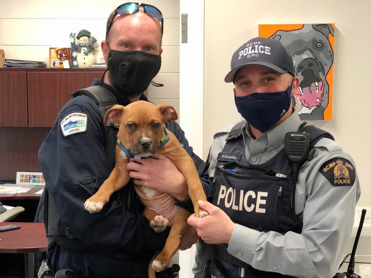 A dog control officer, left, and a police officer hold a stolen puppy that was recovered in Kelowna on Feb. 25. Police say they also recovered a stolen bike from the residence along Centennial Avenue.
