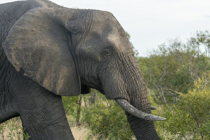 An African elephant is shown on a reserve in this Dec. 6, 2019 file photo.