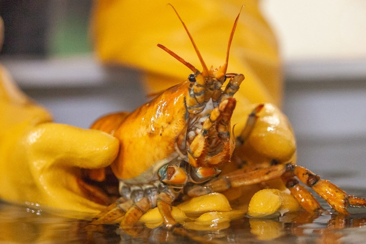 A rare yellow lobster is shown in this handout photo.