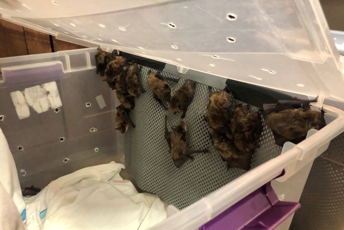 Living Sky Wildlife Rehabilitation has its hands full with around 380 bats found hibernating in a Saskatchewan curling rink. 