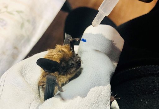 A photo of a big brown bat being taken care of by Living Sky Wildlife Rehabilitation in Saskatoon.
