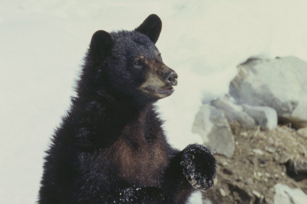An American black bear (Ursus americanus) is shown in this file photo.