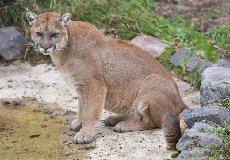 Max the cougar passed away at the Assiniboine Park Zoo.