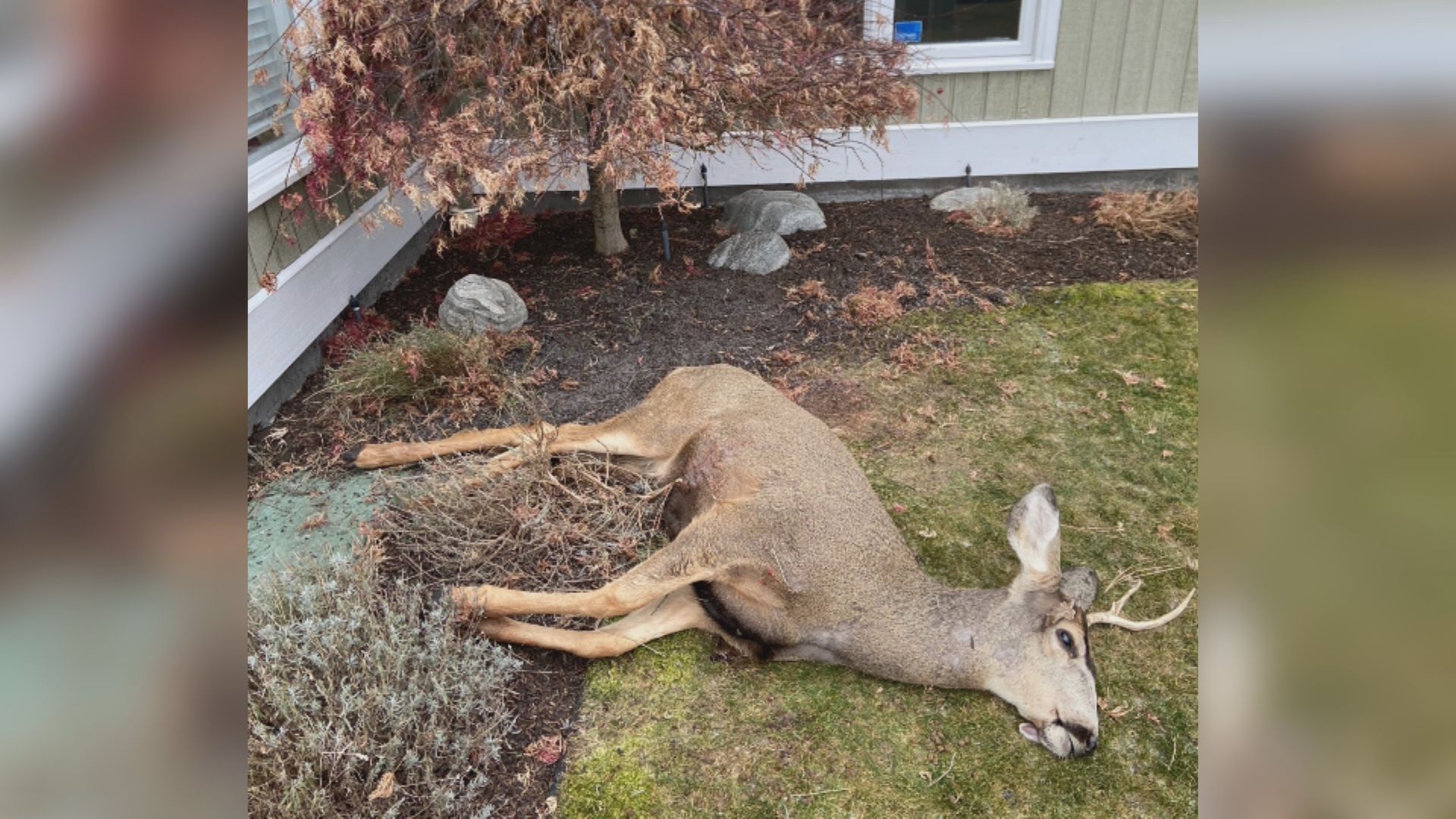 Poaching investigation underway after dead deer found in Kelowna  neighbourhood 