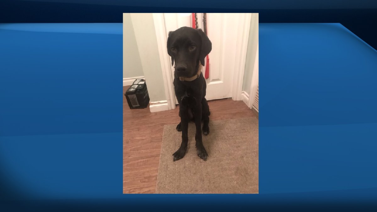 A man has been fined $15,000 after a dog was found severely emaciated at a northeast Edmonton home in March 2019.
