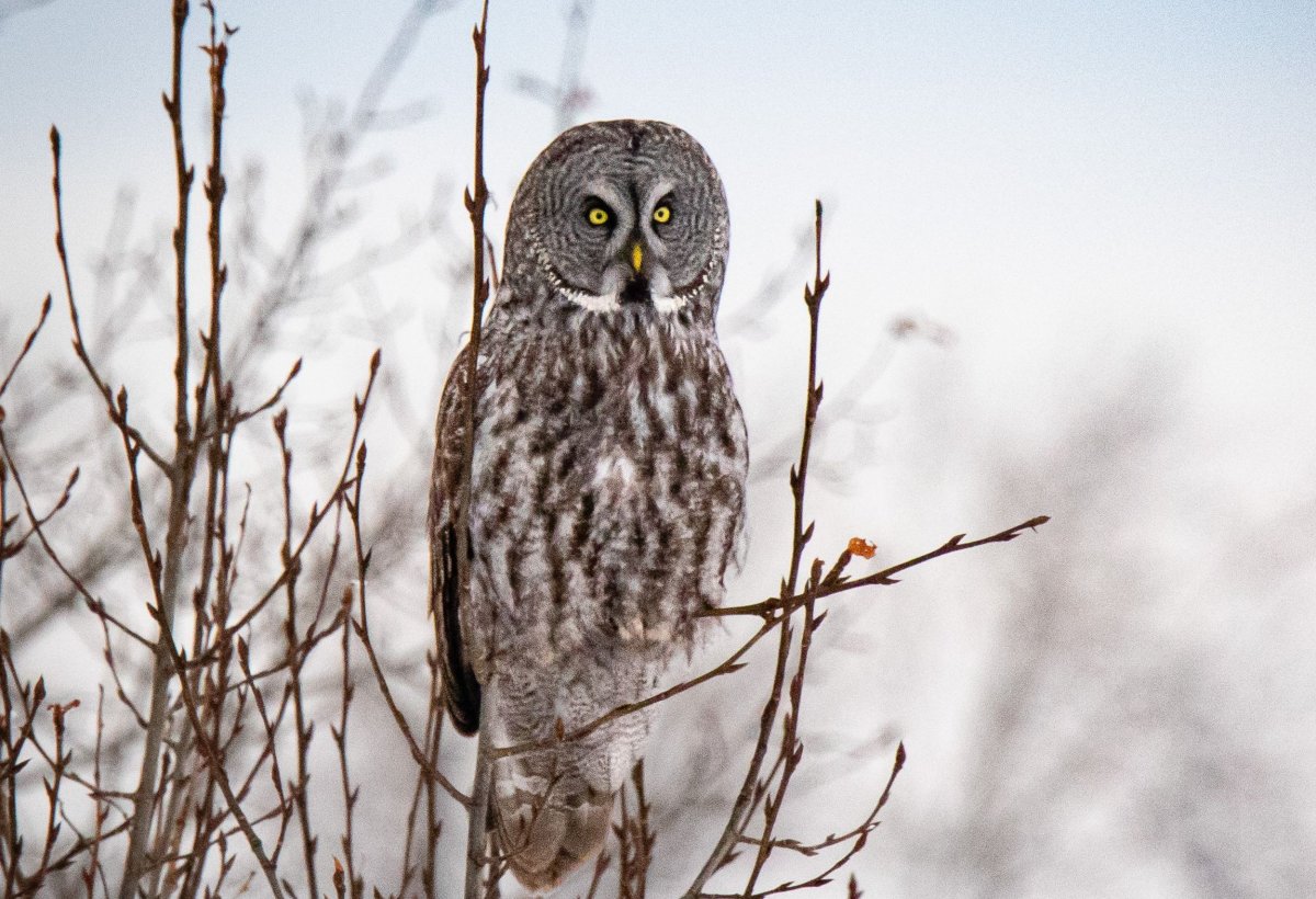 Wintertime tours that benefit Living Sky Wildlife Rehabilitation that focus on such birds as the great grey owl in Saskatchewan. 