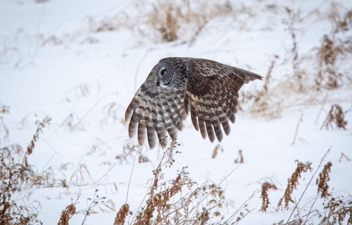 A photo of a great grey owl during a forest birding tour in January.