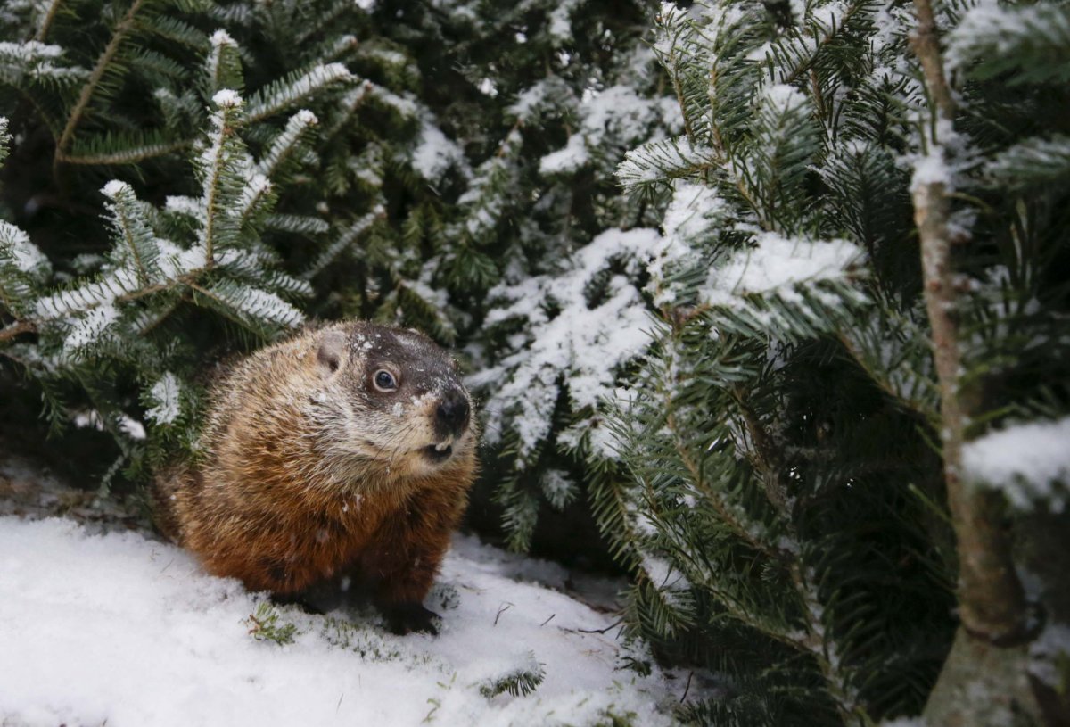 Folklore says that if the groundhog sees its shadow, there will be six more weeks of winter.