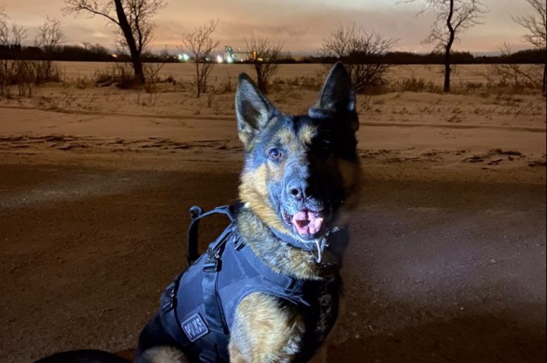 Saskatoon police say dog Oliver suffered serious but non-life-threatening injuries and is undergoing surgery after being stabbed.