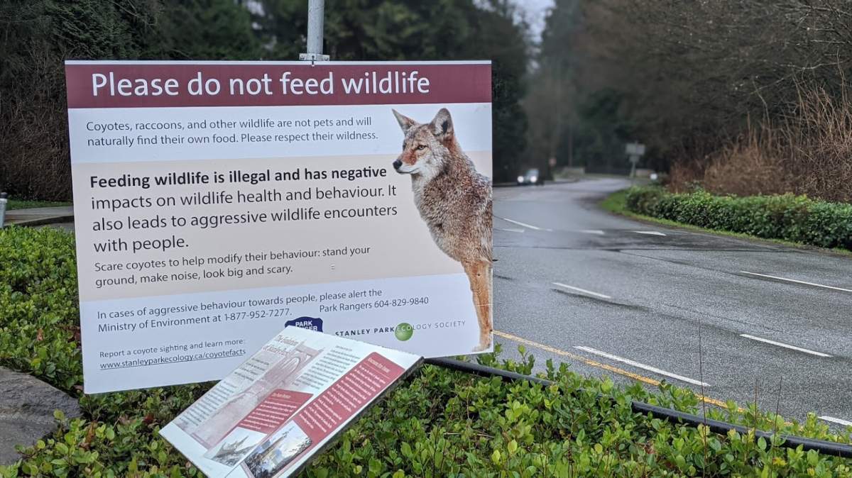 A sign posted in Stanley Park warns people not to feed coyotes in January, 2021. 