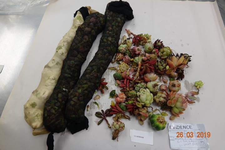 New Zealand authorities confiscated more than 900 cacti and succulents from a woman on Mar. 26, 2019. Some were stuffed inside stockings.