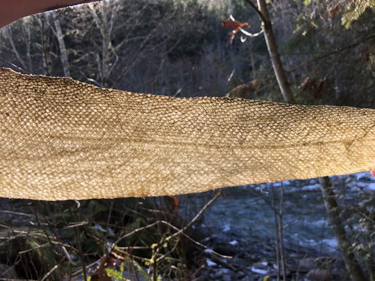 Fish Skin Leather Virtual Workshop with Janey Chang - image